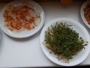 Pozorujeme jak klíčí a rostou semínka